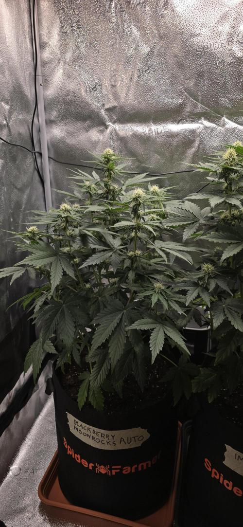 🔥3 Strains Chaos - Anesia Seeds grow. Week 6 - Blackberry Moonrocks Day 38