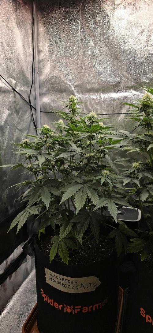 🔥3 Strains Chaos - Anesia Seeds grow. Week 6 - Blackberry Moonrocks Day 39