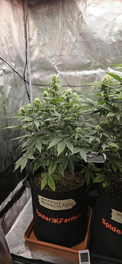 🔥3 Strains Chaos - Anesia Seeds grow. Week 6 - Blackberry Moonrocks Day 40