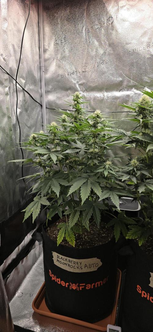 🔥3 Strains Chaos - Anesia Seeds grow. Week 6 - Blackberry Moonrocks Day 41