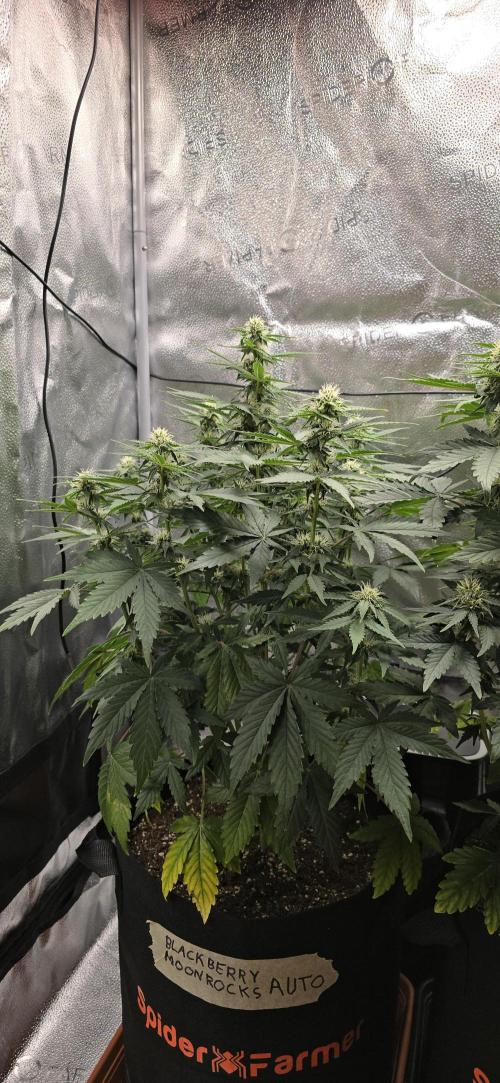 🔥3 Strains Chaos - Anesia Seeds grow. Week 6 - Blackberry Moonrocks Day 42