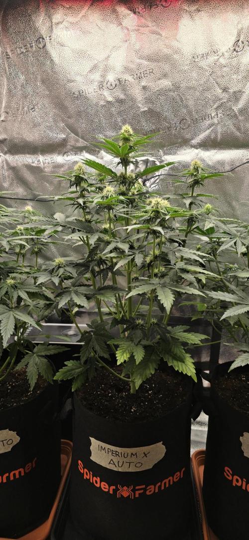 🔥3 Strains Chaos - Anesia Seeds grow. Week 6 - Imperium X Day 36