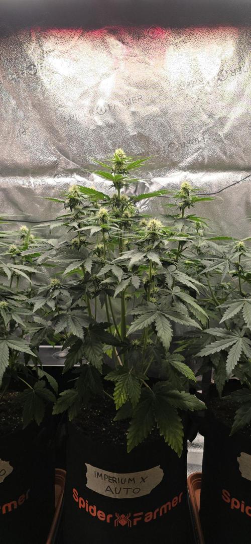 🔥3 Strains Chaos - Anesia Seeds grow. Week 6 - Imperium X Day 37