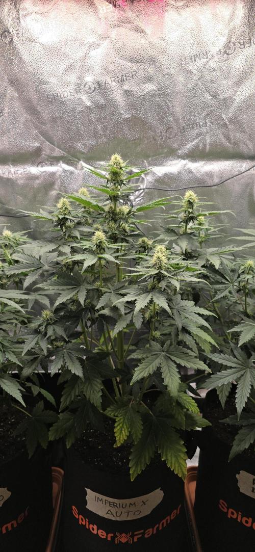 🔥3 Strains Chaos - Anesia Seeds grow. Week 6 - Imperium X Day 38