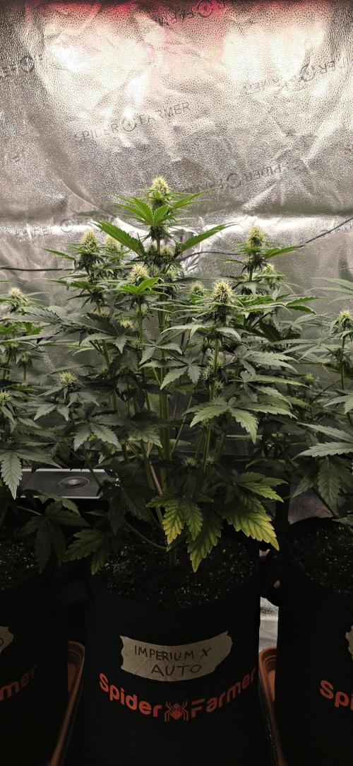 🔥3 Strains Chaos - Anesia Seeds grow. Week 6 - Imperium X Day 39
