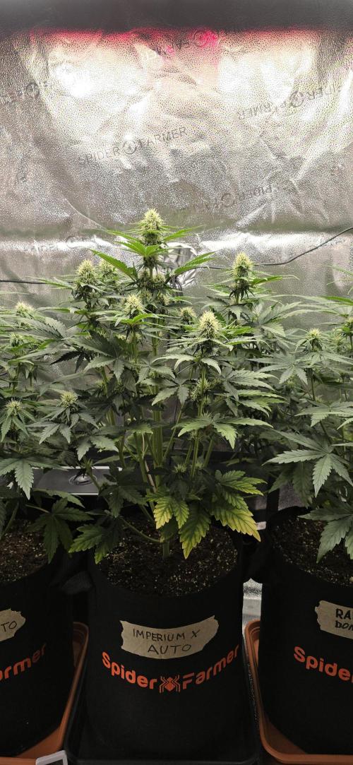 🔥3 Strains Chaos - Anesia Seeds grow. Week 6 - Imperium X Day 40