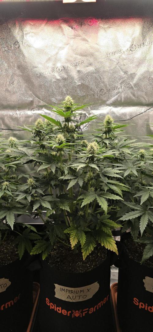🔥3 Strains Chaos - Anesia Seeds grow. Week 6 - Imperium X Day 41