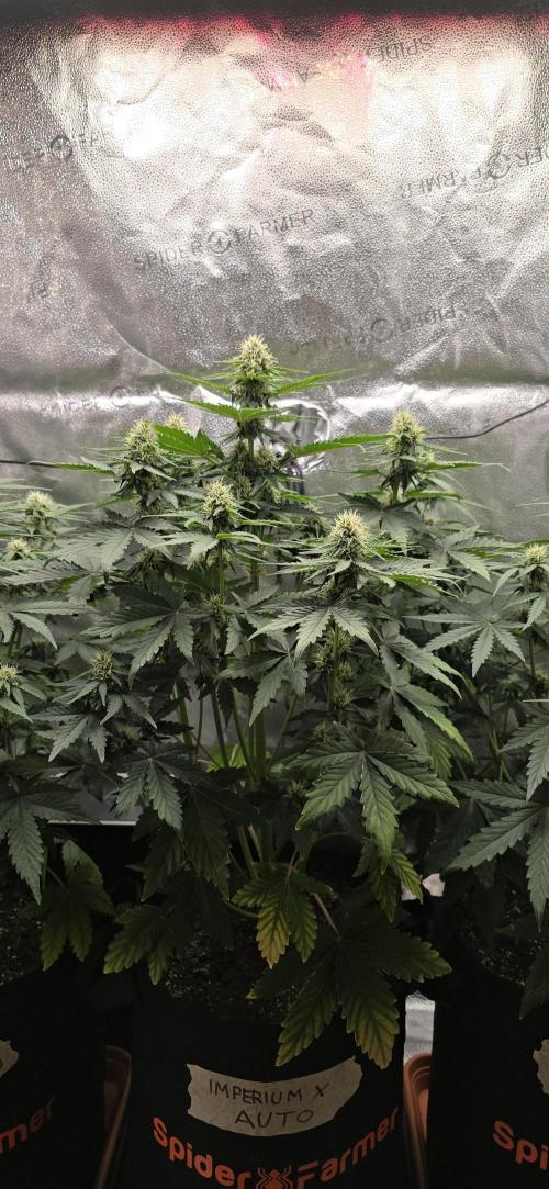🔥3 Strains Chaos - Anesia Seeds grow. Week 6 - Imperium X Day 42