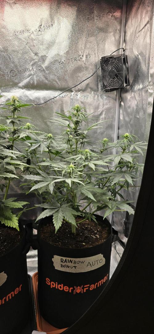 🔥3 Strains Chaos - Anesia Seeds grow. Week 6 - Rainbow Donut Day 36