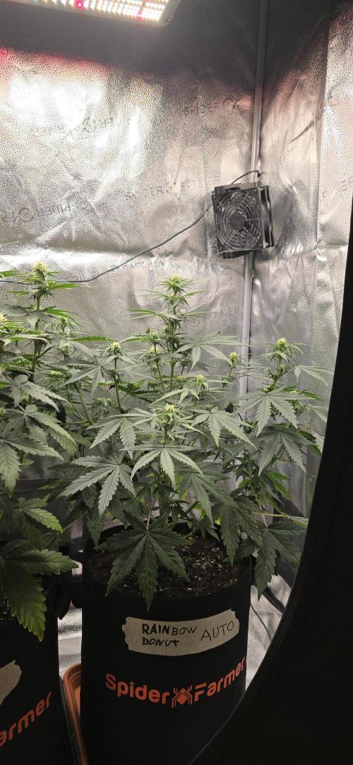 🔥3 Strains Chaos - Anesia Seeds grow. Week 6 - Rainbow Donut Day 37