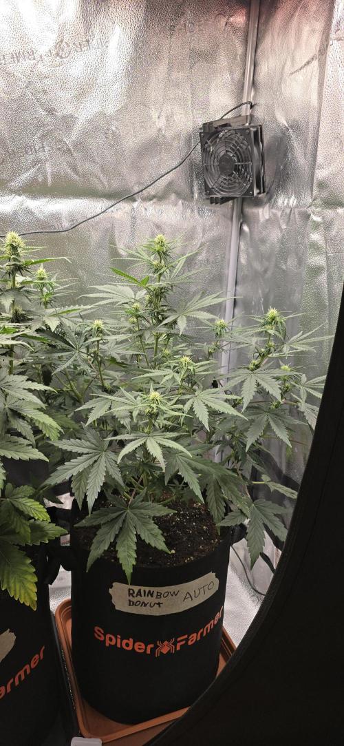 🔥3 Strains Chaos - Anesia Seeds grow. Week 6 - Rainbow Donut Day 38