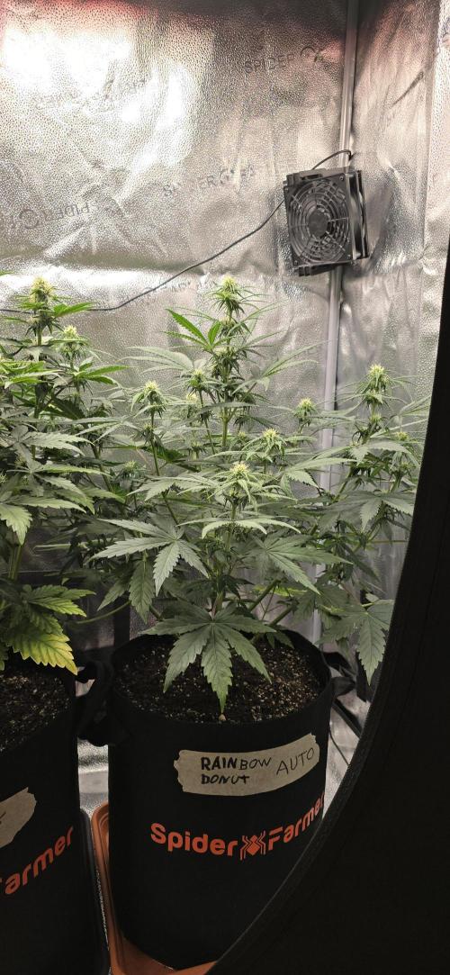 🔥3 Strains Chaos - Anesia Seeds grow. Week 6 - Rainbow Donut Day 39