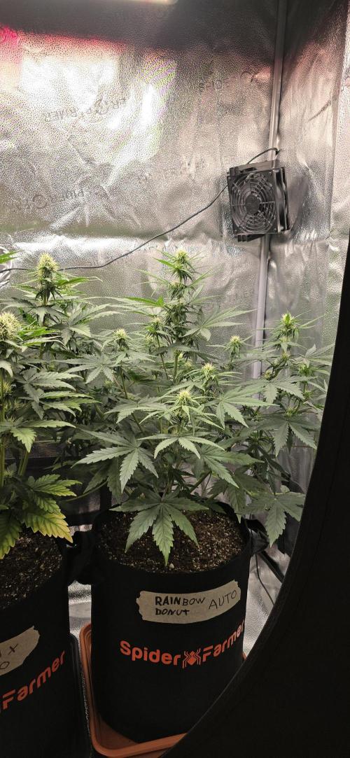 🔥3 Strains Chaos - Anesia Seeds grow. Week 6 - Rainbow Donut Day 40