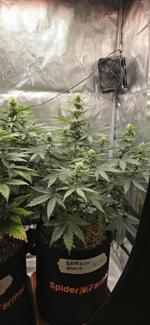 🔥3 Strains Chaos - Anesia Seeds grow. Week 6 - Rainbow Donut Day 41