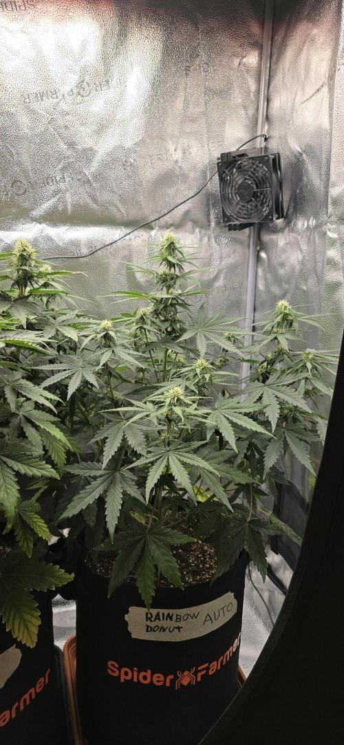 🔥3 Strains Chaos - Anesia Seeds grow. Week 6 - Rainbow Donut Day 42