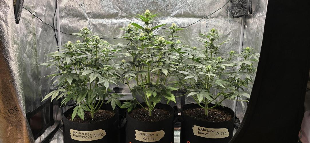 🔥3 Strains Chaos - Anesia Seeds grow. Week 6 - All 3 Day 36