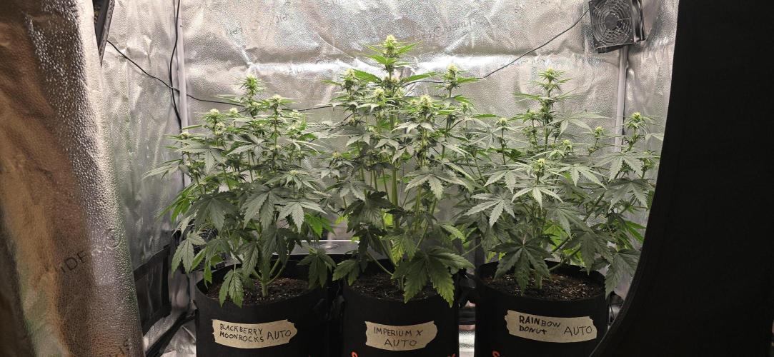 🔥3 Strains Chaos - Anesia Seeds grow. Week 6 - All 3 Day 37