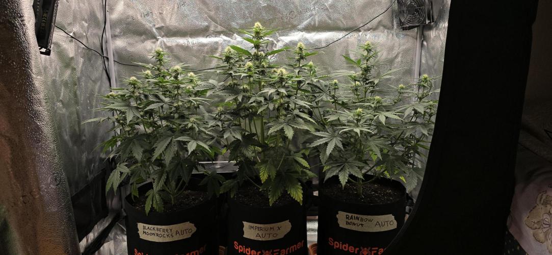 🔥3 Strains Chaos - Anesia Seeds grow. Week 6 - All 3 Day 38