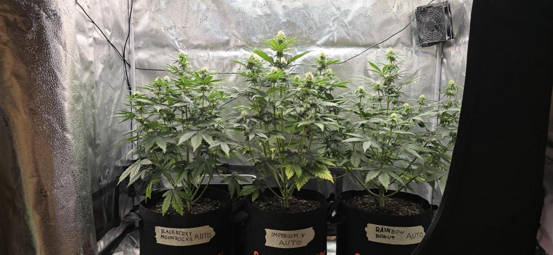 🔥3 Strains Chaos - Anesia Seeds grow. Week 6 - All 3 Day 39