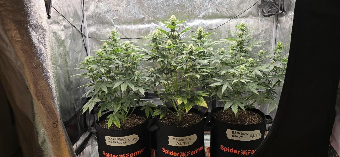 🔥3 Strains Chaos - Anesia Seeds grow. Week 6 - All 3 Day 40