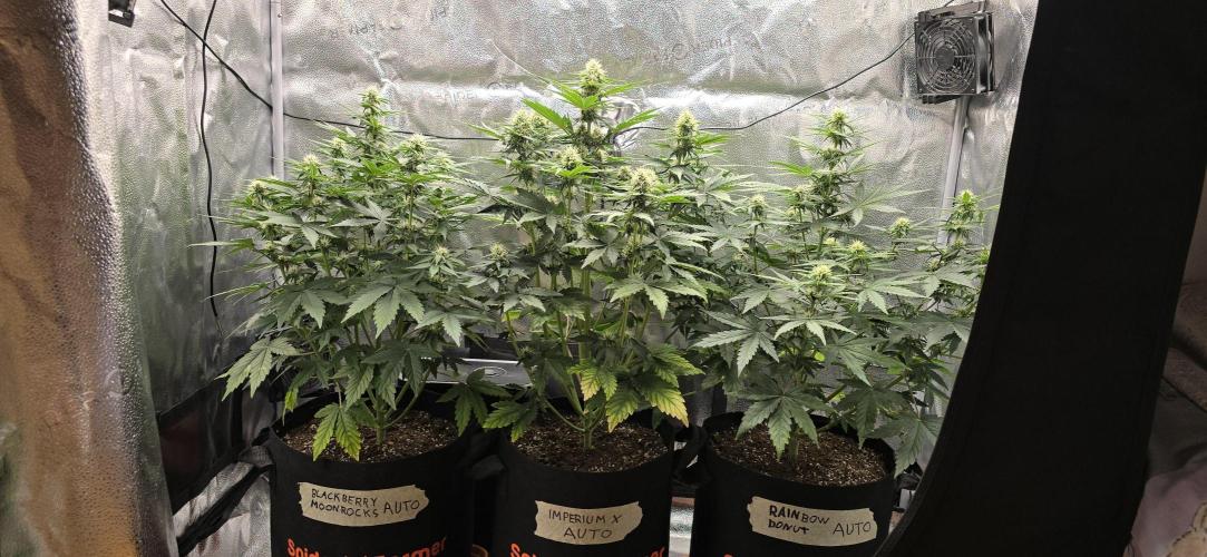 🔥3 Strains Chaos - Anesia Seeds grow. Week 6 - All 3 Day 41