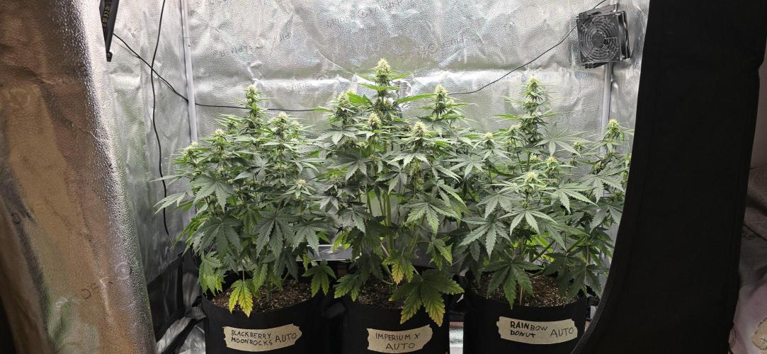 🔥3 Strains Chaos - Anesia Seeds grow. Week 6 - All 3 Day 42