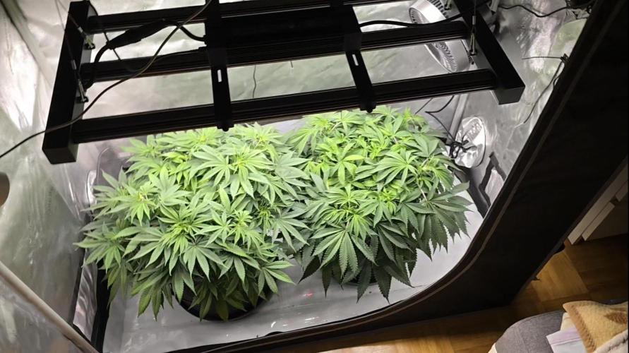 🍋Monster Lemon Cherry Gelato🍒🍦. Week 6 - both plants