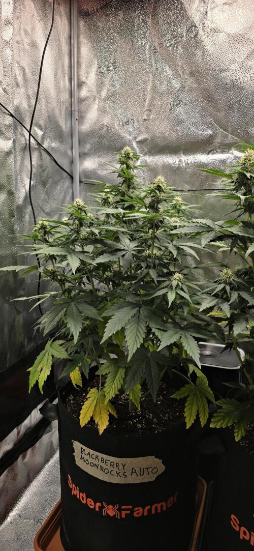 🔥3 Strains Chaos - Anesia Seeds grow. Week 7 - Blackberry Moonrocks Day 43