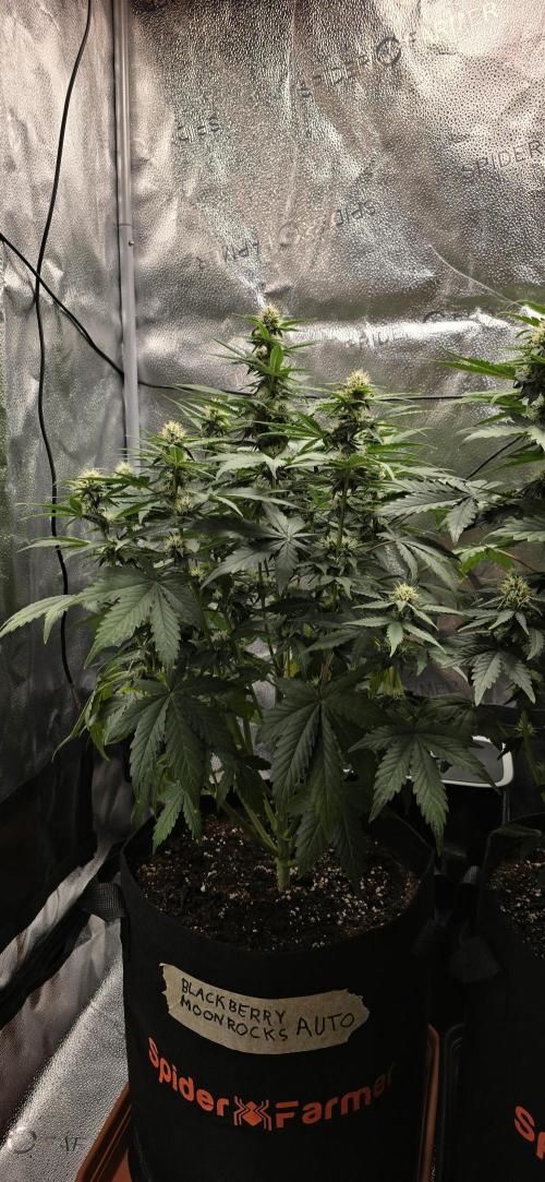🔥3 Strains Chaos - Anesia Seeds grow. Week 7 - Blackberry Moonrocks Day 44