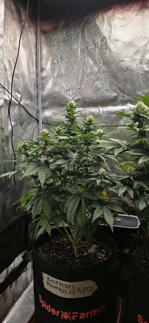 🔥3 Strains Chaos - Anesia Seeds grow. Week 7 - Blackberry Moonrocks Day 45