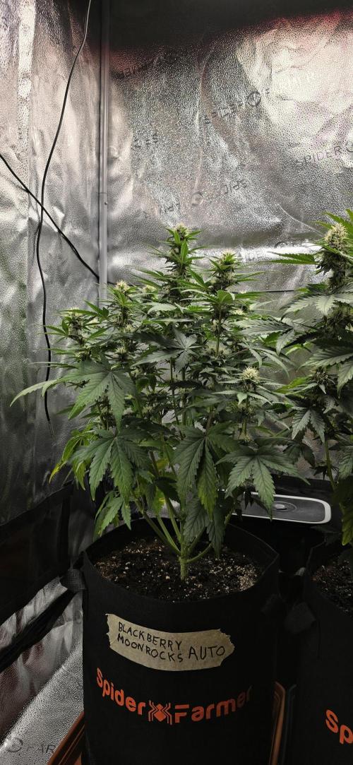 🔥3 Strains Chaos - Anesia Seeds grow. Week 7 - Blackberry Moonrocks Day 46