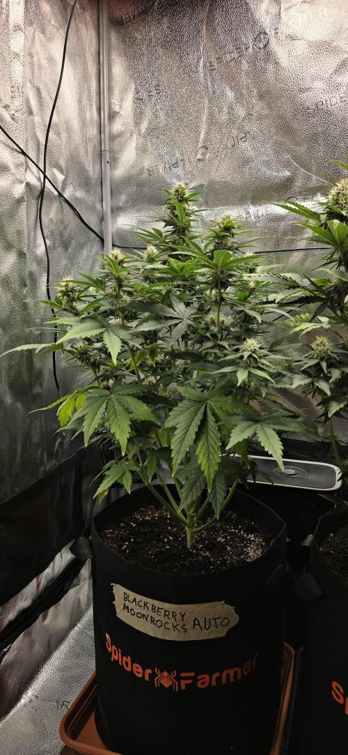 🔥3 Strains Chaos - Anesia Seeds grow. Week 7 - Blackberry Moonrocks Day 47