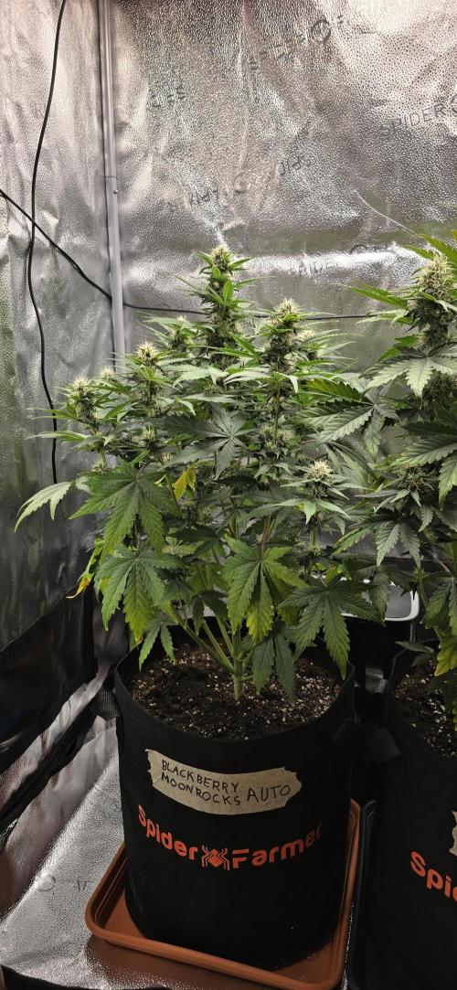 🔥3 Strains Chaos - Anesia Seeds grow. Week 7 - Blackberry Moonrocks Day 48