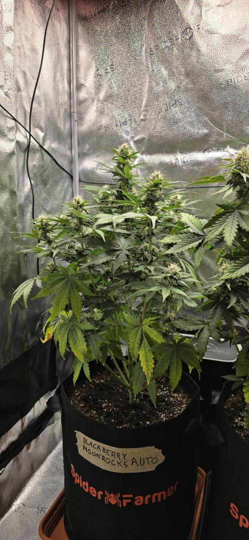 🔥3 Strains Chaos - Anesia Seeds grow. Week 7 - Blackberry Moonrocks Day 49