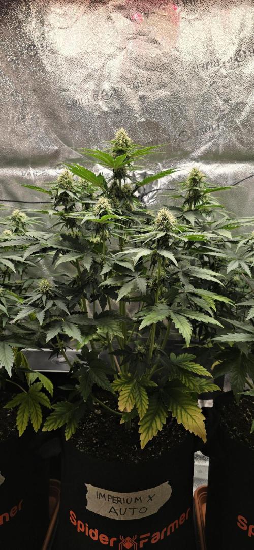 🔥3 Strains Chaos - Anesia Seeds grow. Week 7 - Imperium X Day 43
