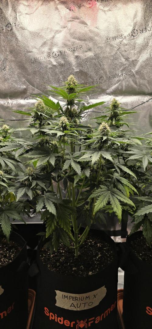 🔥3 Strains Chaos - Anesia Seeds grow. Week 7 - Imperium X Day 44