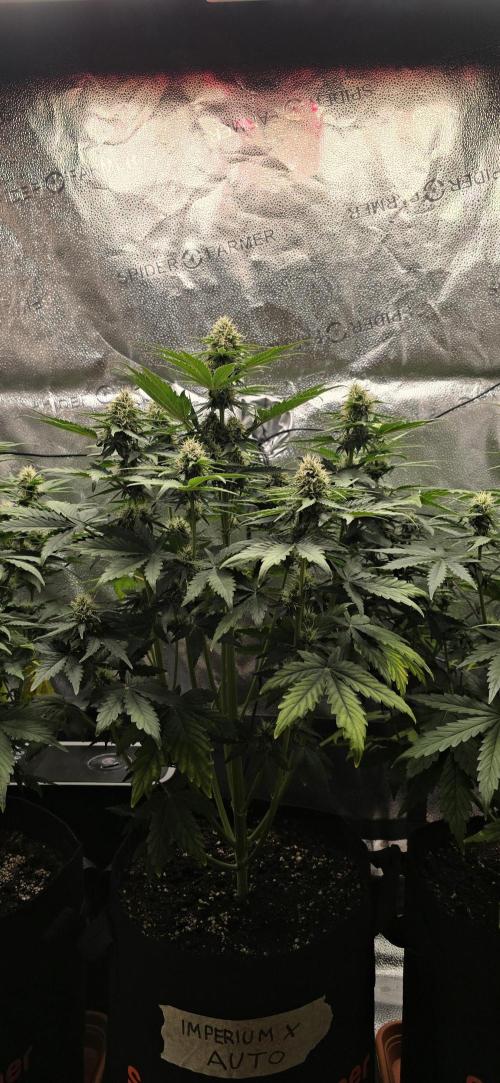 🔥3 Strains Chaos - Anesia Seeds grow. Week 7 - Imperium X Day 45