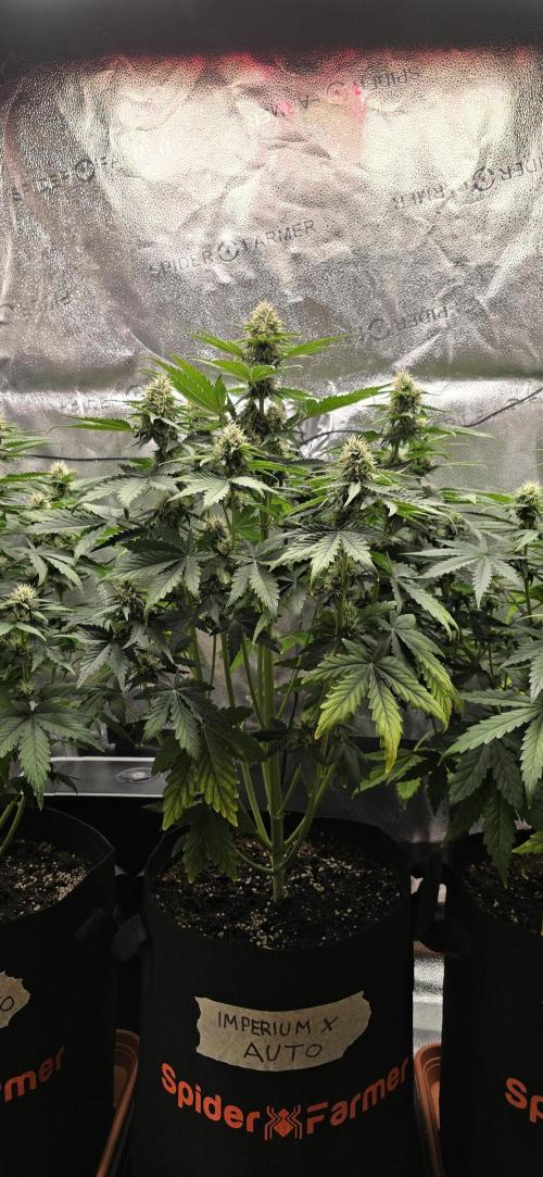 🔥3 Strains Chaos - Anesia Seeds grow. Week 7 - Imperium X Day 46