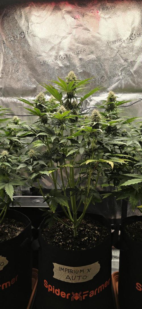 🔥3 Strains Chaos - Anesia Seeds grow. Week 7 - Imperium X Day 47