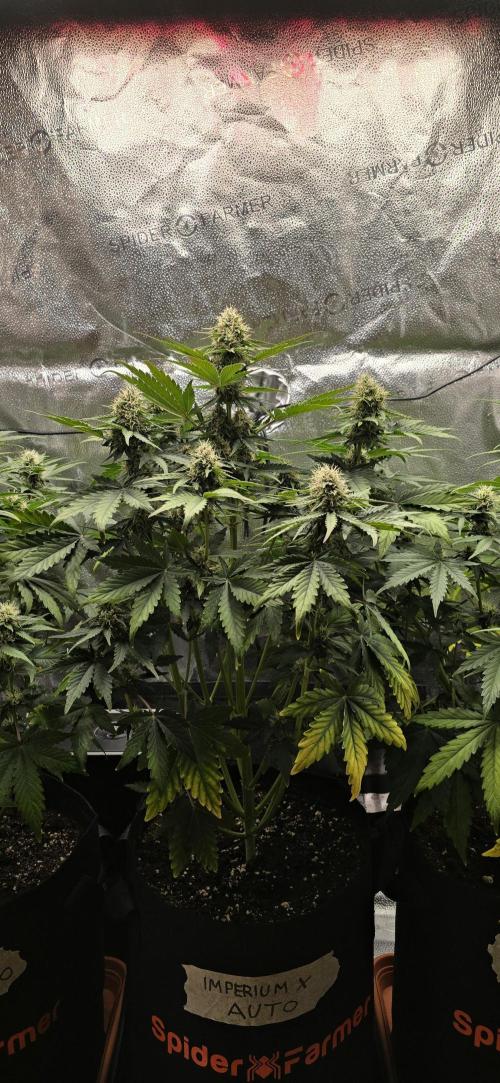 🔥3 Strains Chaos - Anesia Seeds grow. Week 7 - Imperium X Day 48