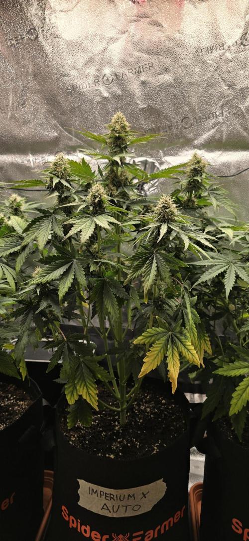 🔥3 Strains Chaos - Anesia Seeds grow. Week 7 - Imperium X Day 49