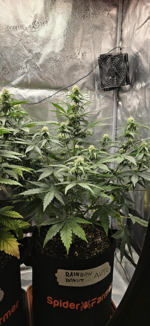 🔥3 Strains Chaos - Anesia Seeds grow. Week 7 - Rainbow Donut 43