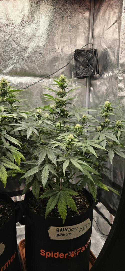 🔥3 Strains Chaos - Anesia Seeds grow. Week 7 - Rainbow Donut 44
