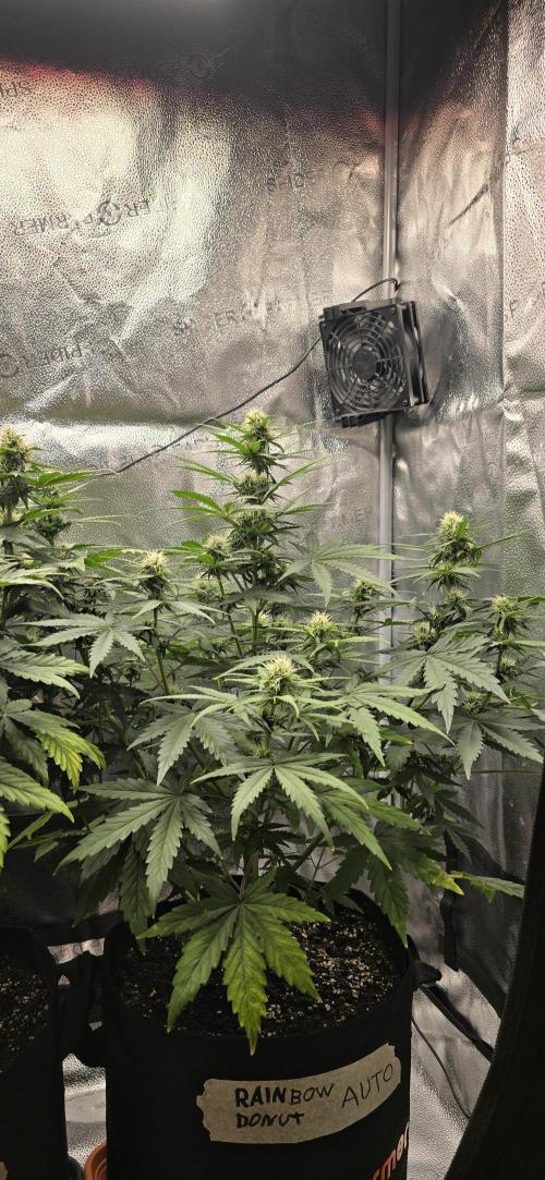 🔥3 Strains Chaos - Anesia Seeds grow. Week 7 - Rainbow Donut 45
