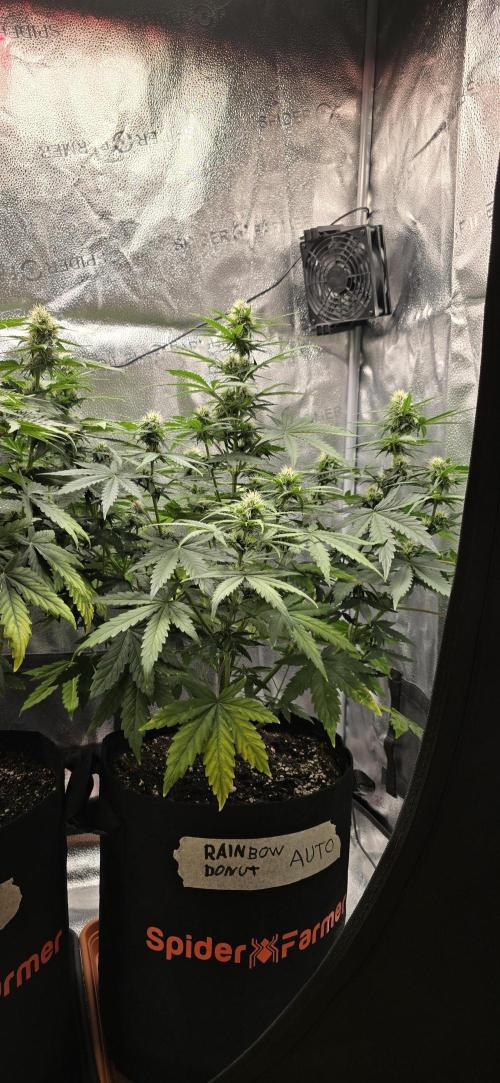🔥3 Strains Chaos - Anesia Seeds grow. Week 7 - Rainbow Donut 46