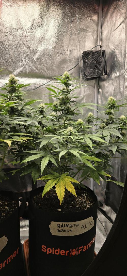 🔥3 Strains Chaos - Anesia Seeds grow. Week 7 - Rainbow Donut 47