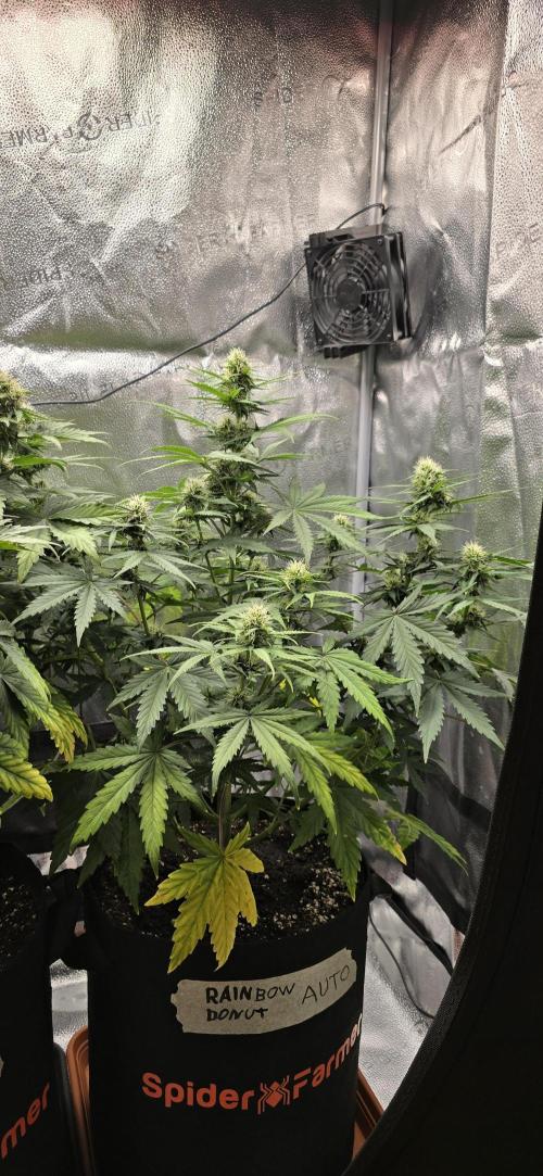 🔥3 Strains Chaos - Anesia Seeds grow. Week 7 - Rainbow Donut 48