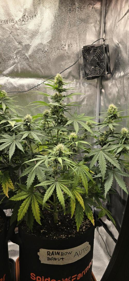 🔥3 Strains Chaos - Anesia Seeds grow. Week 7 - Rainbow Donut 49