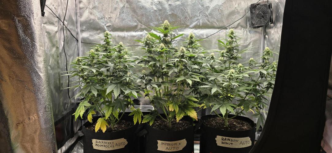 🔥3 Strains Chaos - Anesia Seeds grow. Week 7 - All 3 Day 43