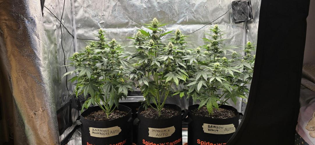🔥3 Strains Chaos - Anesia Seeds grow. Week 7 - All 3 Day 44